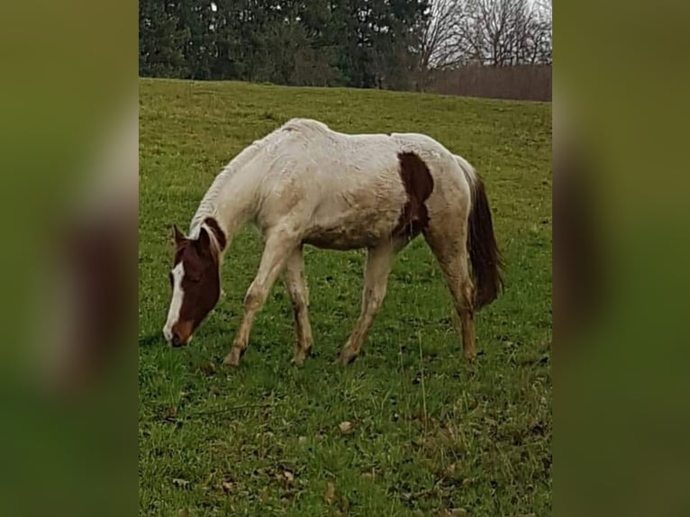 American Paint Horse Castrone 10 Anni 152 cm Tobiano-tutti i colori in Eschau