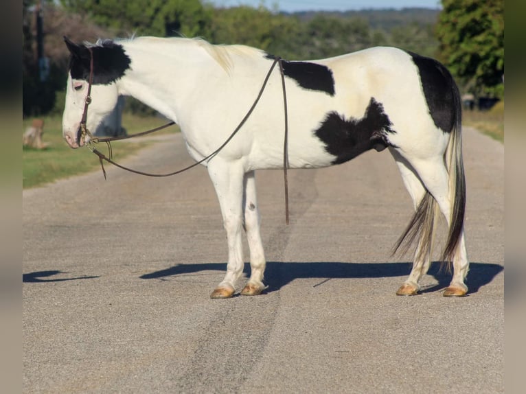 American Paint Horse Castrone 10 Anni 152 cm Tobiano-tutti i colori in Stephenville TX