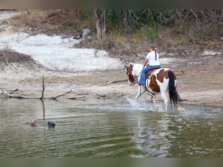 American Paint Horse Mix Castrone 10 Anni 160 cm Pezzato in Forney