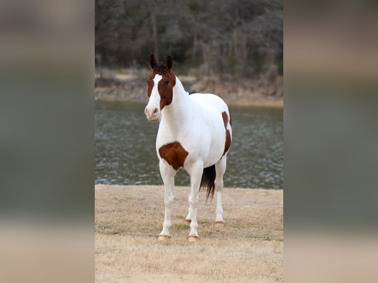 American Paint Horse Mix Castrone 10 Anni 160 cm Pezzato in Forney