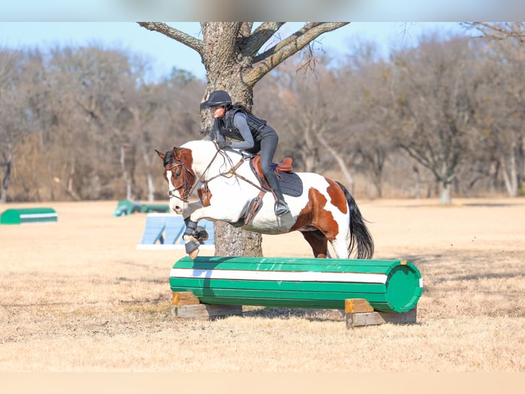 American Paint Horse Mix Castrone 10 Anni 160 cm Pezzato in Forney