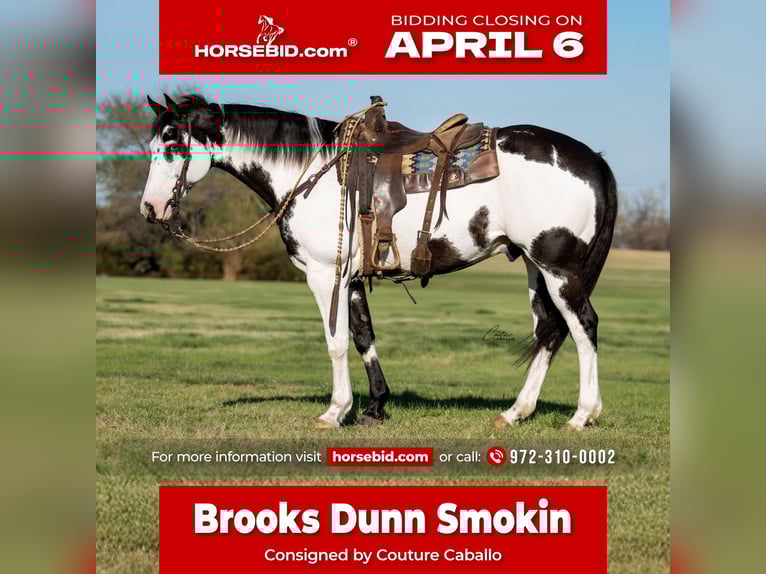 American Paint Horse Castrone 10 Anni 160 cm Pezzato in Fort Worth