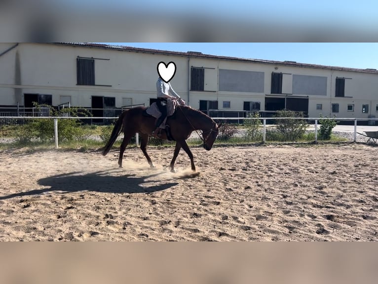 American Paint Horse Castrone 10 Anni 160 cm Sauro in Rippach