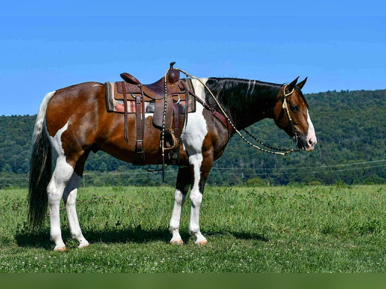 American Paint Horse Castrone 10 Anni 163 cm Pezzato in Rebersburg