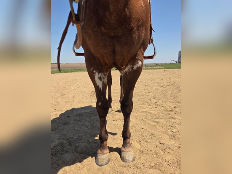 American Paint Horse Castrone 10 Anni 163 cm Sauro scuro in Mechanicsville