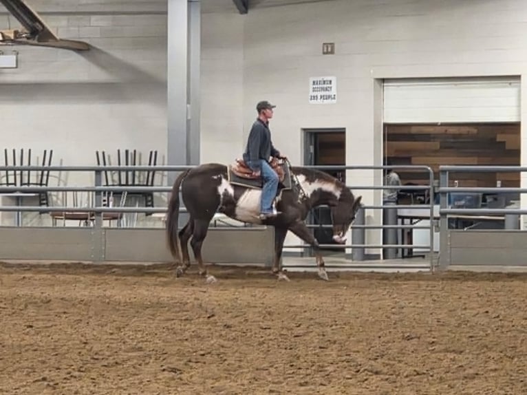 American Paint Horse Castrone 10 Anni 163 cm Sauro scuro in Mechanicsville