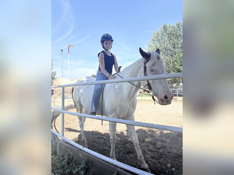 American Paint Horse Castrone 10 Anni 165 cm Bianco in Modena