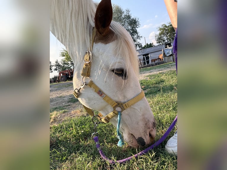 American Paint Horse Castrone 10 Anni 165 cm Bianco in San Lorenzo Della Piopparena