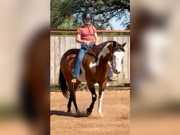 American Paint Horse Castrone 10 Anni Pezzato in Weatherford