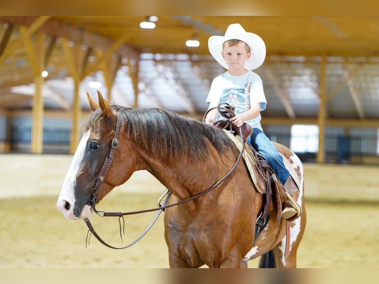 American Paint Horse Castrone 10 Anni Pezzato in Clarion