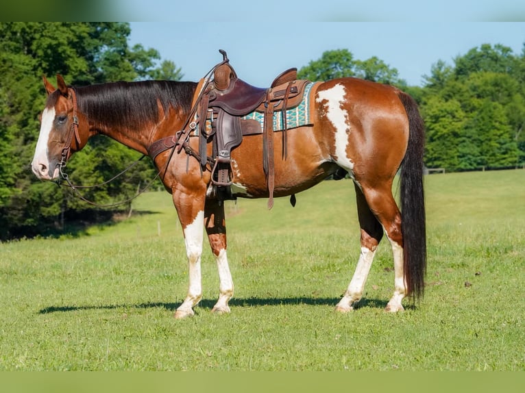 American Paint Horse Castrone 10 Anni Pezzato in Clarion