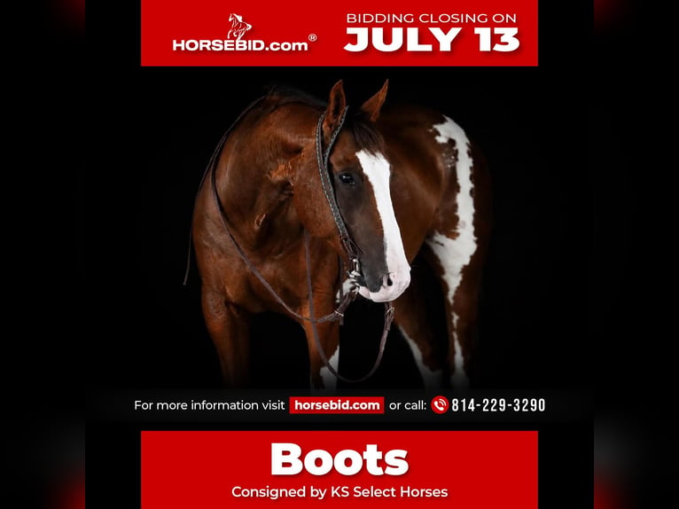American Paint Horse Castrone 10 Anni Pezzato in Clarion