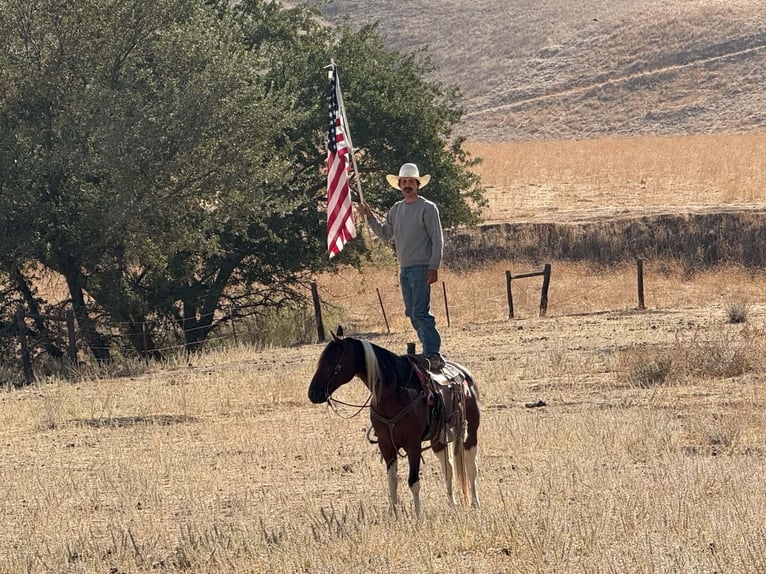 American Paint Horse Castrone 10 Anni Tobiano-tutti i colori in Tres Pinos