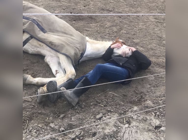 American Paint Horse Castrone 10 Anni Tovero-tutti i colori in Gro&#xDF; Kienitz