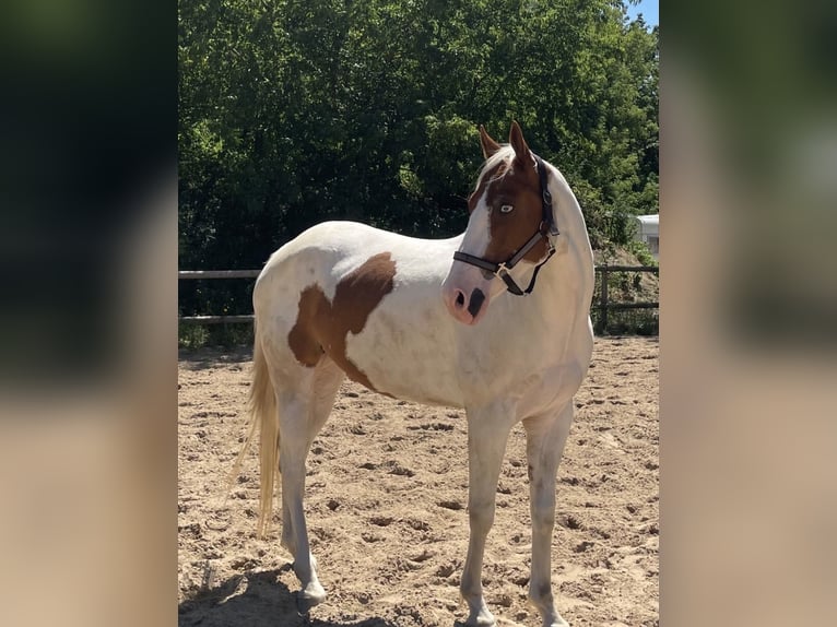 American Paint Horse Castrone 10 Anni Tovero-tutti i colori in Gro&#xDF; Kienitz