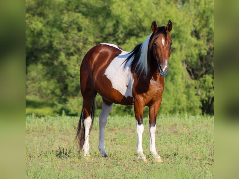 American Paint Horse Castrone 11 Anni 137 cm Tobiano-tutti i colori in Stephenville TX