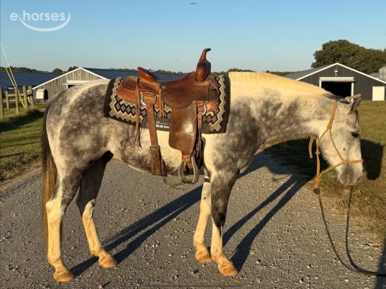 American Paint Horse Castrone 11 Anni 142 cm Grigio in Sebree