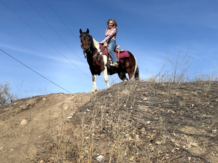 American Paint Horse Castrone 11 Anni 142 cm Tobiano-tutti i colori in Fort Collins