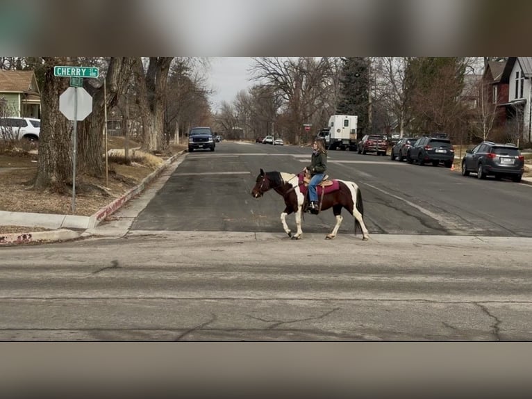American Paint Horse Castrone 11 Anni 142 cm Tobiano-tutti i colori in Fort Collins