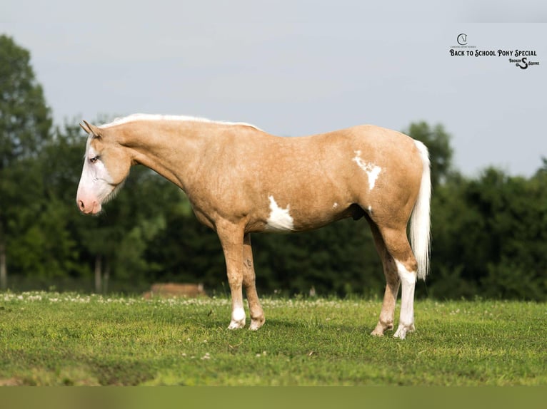 American Paint Horse Castrone 11 Anni 145 cm Pezzato in Clover