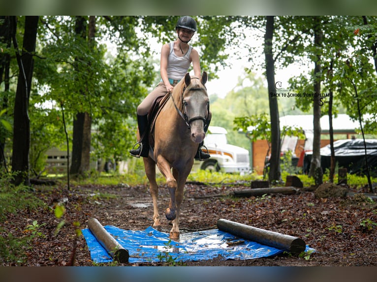 American Paint Horse Castrone 11 Anni 145 cm Pezzato in Clover