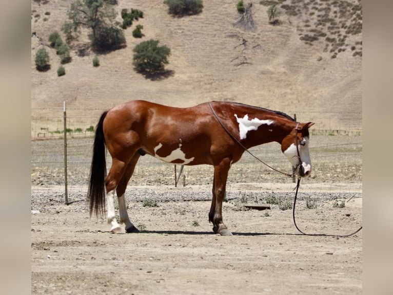 American Paint Horse Castrone 11 Anni 147 cm Overo-tutti i colori in Paicines CA