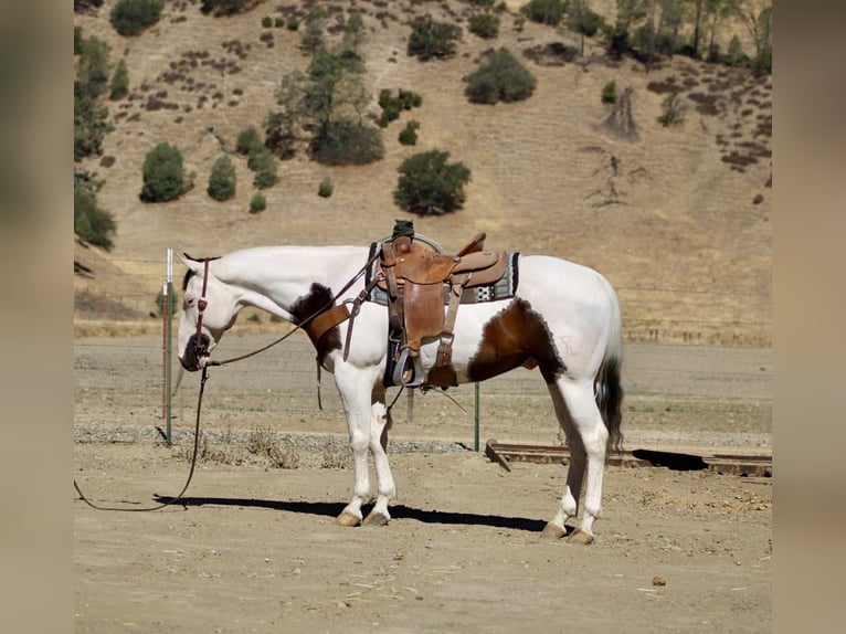 American Paint Horse Castrone 11 Anni 150 cm Tobiano-tutti i colori in Paicines CA