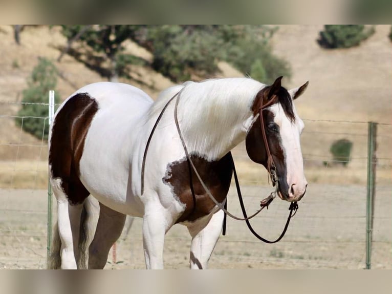 American Paint Horse Castrone 11 Anni 150 cm Tobiano-tutti i colori in Paicines CA