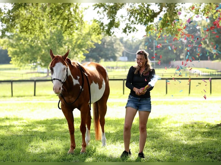 American Paint Horse Castrone 11 Anni 152 cm Pezzato in Ocala