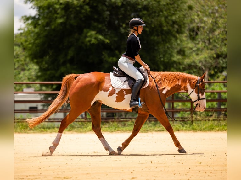 American Paint Horse Castrone 11 Anni 152 cm Pezzato in Ocala