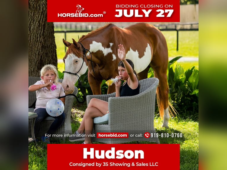 American Paint Horse Castrone 11 Anni 152 cm Pezzato in Ocala