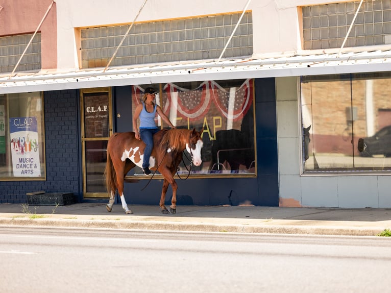 American Paint Horse Castrone 11 Anni 152 cm Pezzato in Ocala