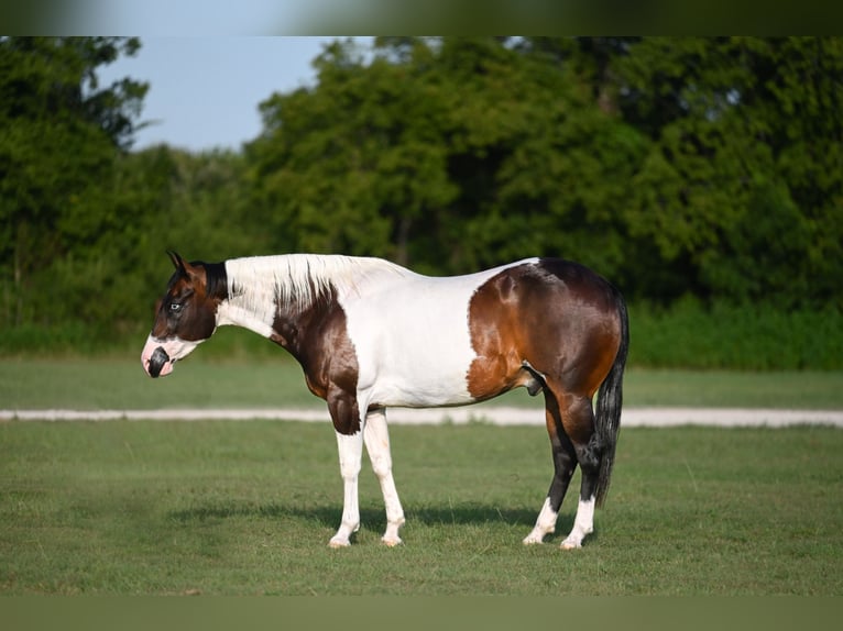 American Paint Horse Castrone 11 Anni 152 cm Pezzato in Waco