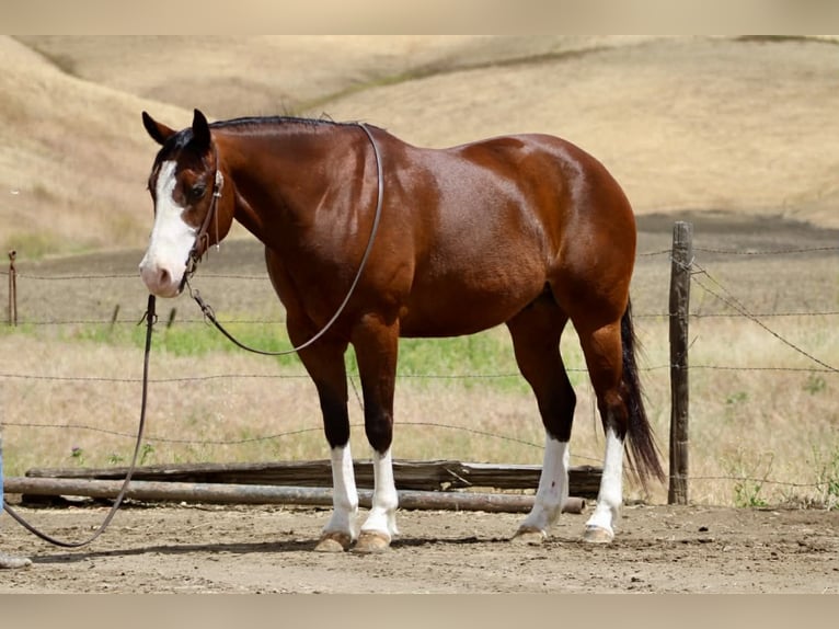 American Paint Horse Castrone 11 Anni 152 cm Tobiano-tutti i colori in Tres Pinos