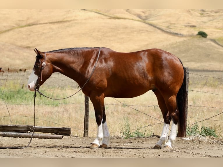 American Paint Horse Castrone 11 Anni 152 cm Tobiano-tutti i colori in Tres Pinos