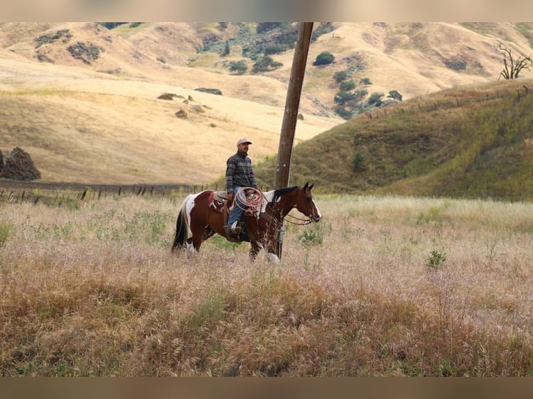 American Paint Horse Castrone 11 Anni 152 cm Tobiano-tutti i colori in Tres Pinos