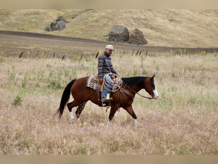 American Paint Horse Castrone 11 Anni 152 cm Tobiano-tutti i colori in Tres Pinos