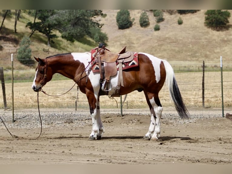 American Paint Horse Castrone 11 Anni 152 cm Tobiano-tutti i colori in Tres Pinos