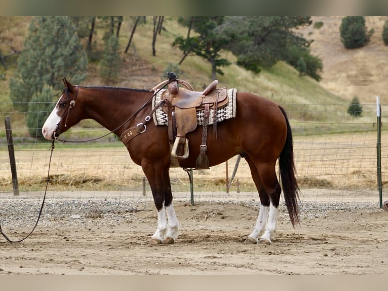 American Paint Horse Castrone 11 Anni 152 cm Tobiano-tutti i colori in Tres Pinos