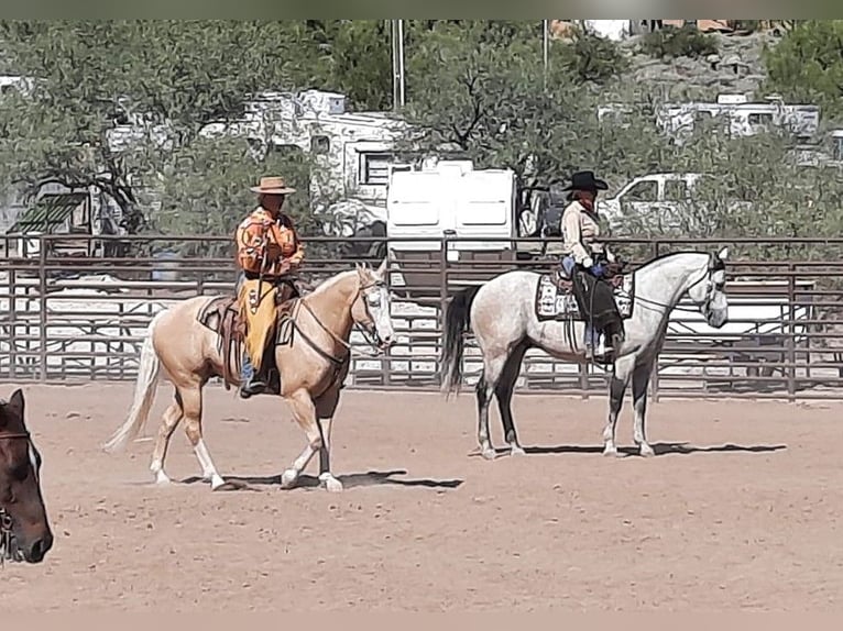 American Paint Horse Castrone 11 Anni 155 cm Palomino in Cave Creek, AZ
