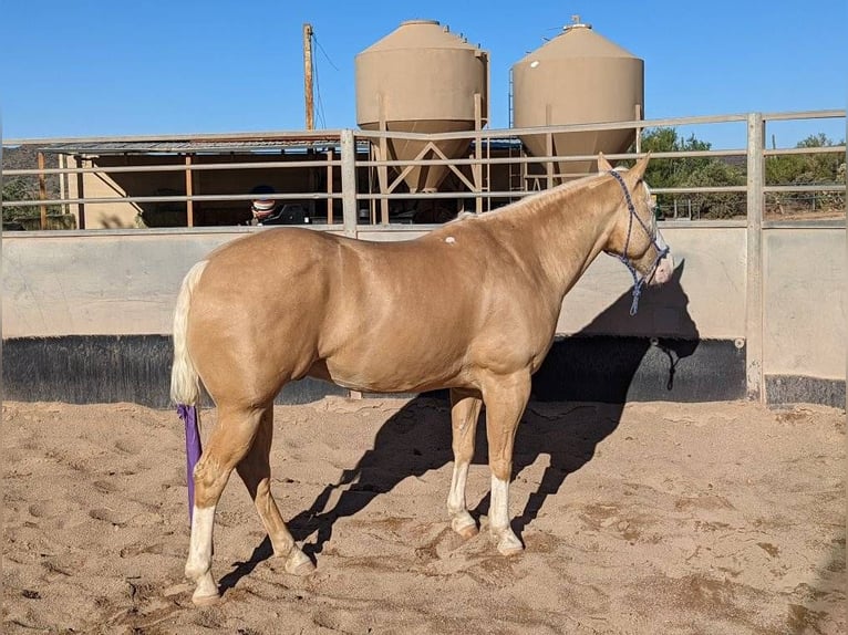 American Paint Horse Castrone 11 Anni 155 cm Palomino in Cave Creek, AZ