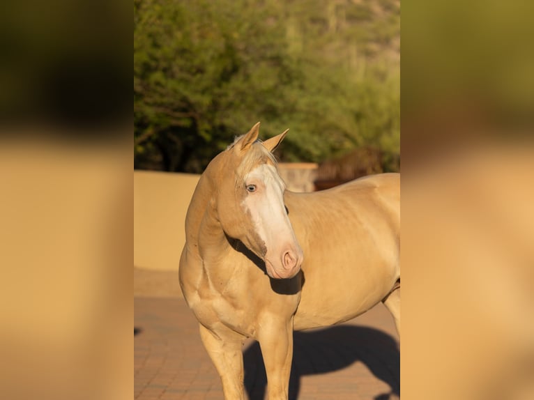American Paint Horse Castrone 11 Anni 155 cm Palomino in Cave Creek, AZ