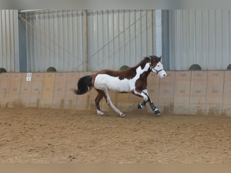 American Paint Horse Castrone 11 Anni 155 cm Pezzato in Neustadt (Wied)