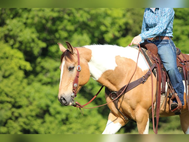 American Paint Horse Castrone 11 Anni 155 cm Pezzato in Clarion