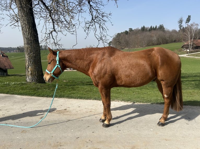 American Paint Horse Castrone 11 Anni 155 cm Sauro in Bern