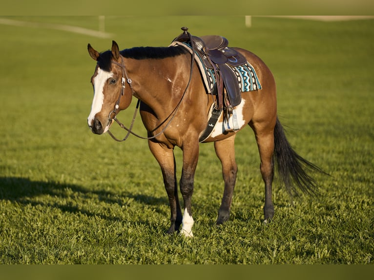 American Paint Horse Castrone 11 Anni 165 cm Overo-tutti i colori in Haldenwang