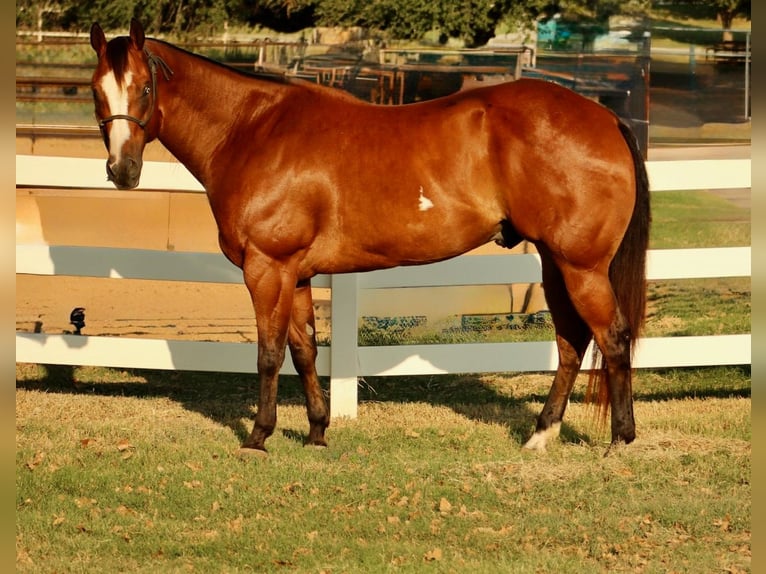 American Paint Horse Castrone 11 Anni 168 cm Baio ciliegia in Weatherford