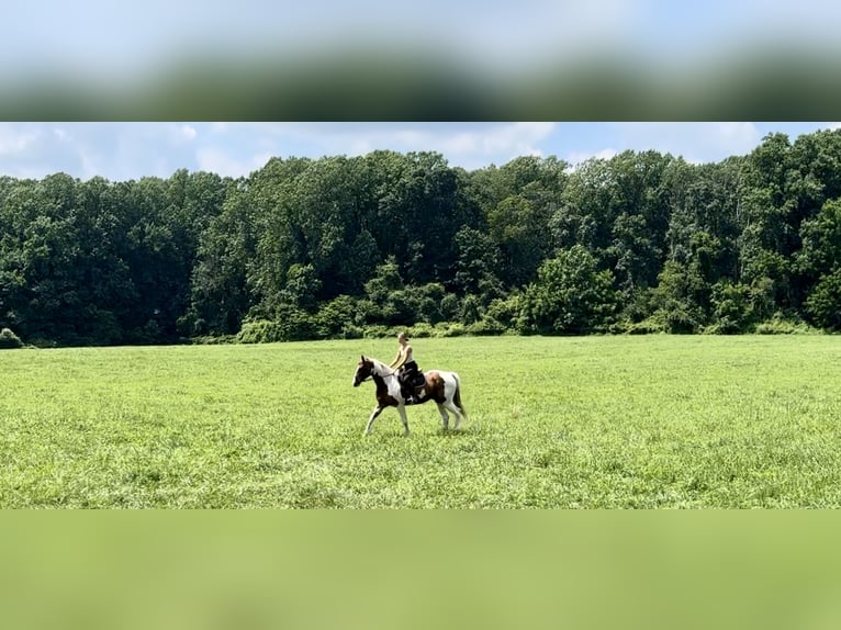 American Paint Horse Castrone 11 Anni Pezzato in Gap