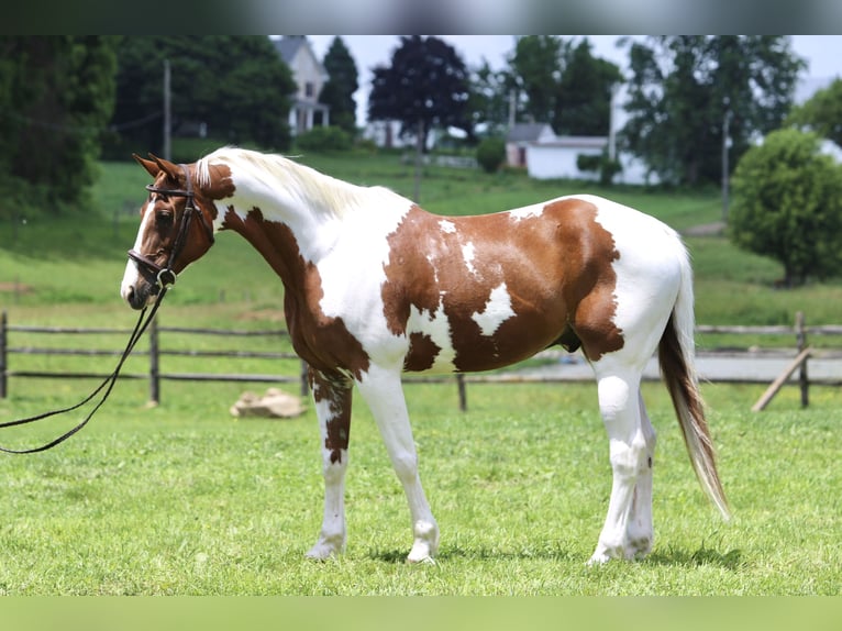 American Paint Horse Castrone 11 Anni Pezzato in Gap