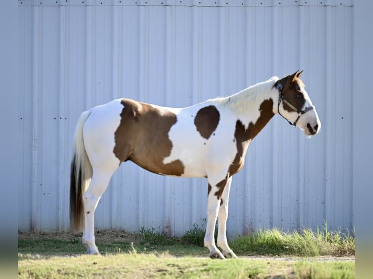 American Paint Horse Castrone 11 Anni Pezzato in Grandview